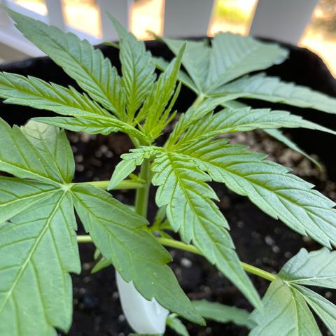 Fat Banana Automatic 3 growlog timeline photo