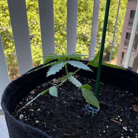 Fat Banana Automatic 3 growlog timeline photo
