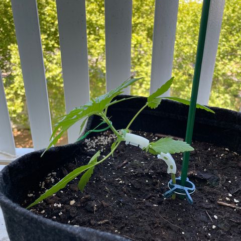 Fat Banana Automatic 3 growlog timeline photo