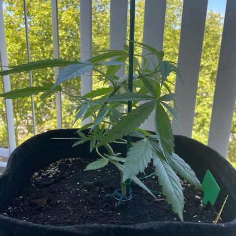 Fat Banana Automatic 3 growlog timeline photo
