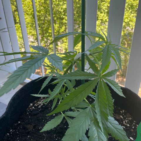 Fat Banana Automatic 3 growlog timeline photo