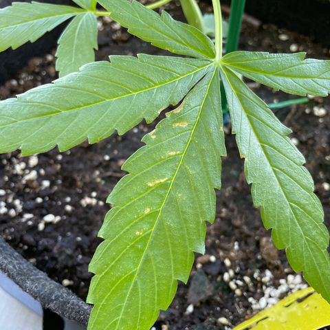 Fat Banana Automatic 3 growlog timeline photo