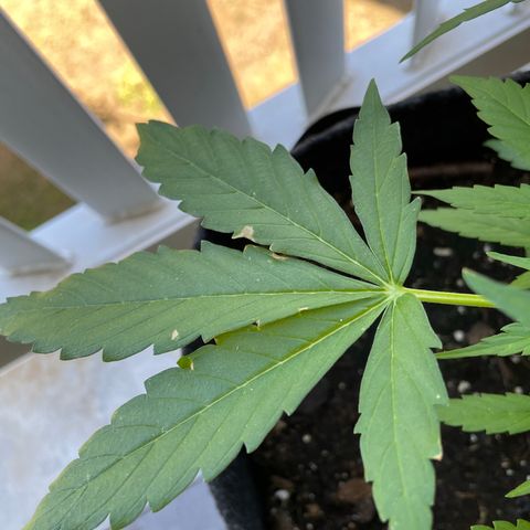 Fat Banana Automatic 3 growlog timeline photo