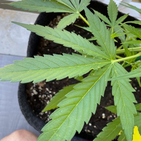 Fat Banana Automatic 3 growlog timeline photo