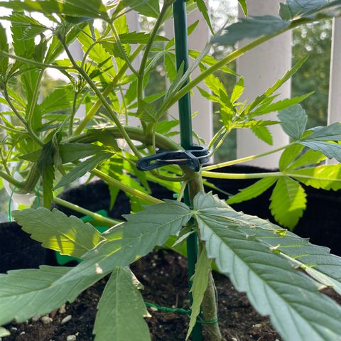 Fat Banana Automatic 3 growlog timeline photo