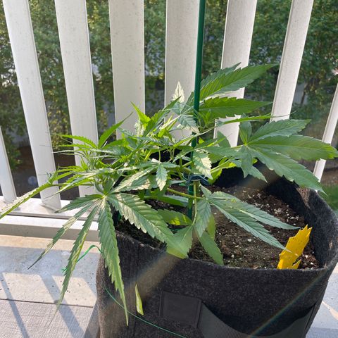Fat Banana Automatic 3 growlog timeline photo