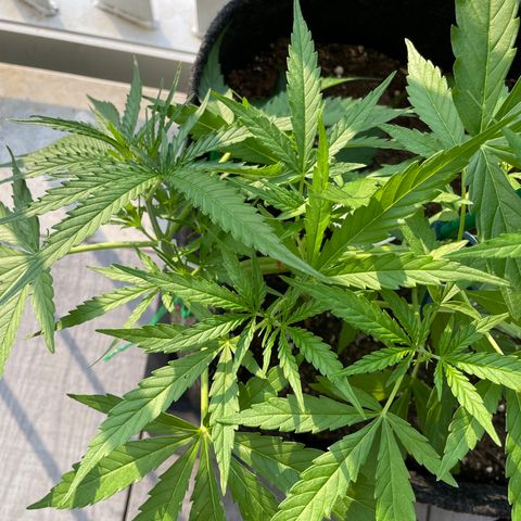 Fat Banana Automatic 3 growlog timeline photo