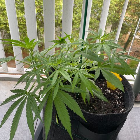 Fat Banana Automatic 3 growlog timeline photo