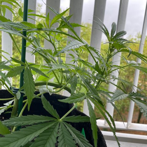 Fat Banana Automatic 3 growlog timeline photo