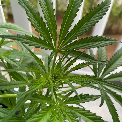 Fat Banana Automatic 3 growlog timeline photo