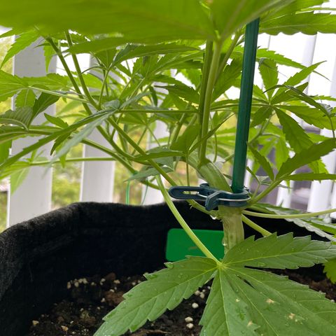 Fat Banana Automatic 3 growlog timeline photo