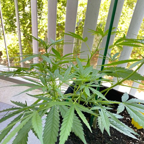 Fat Banana Automatic 3 growlog timeline photo