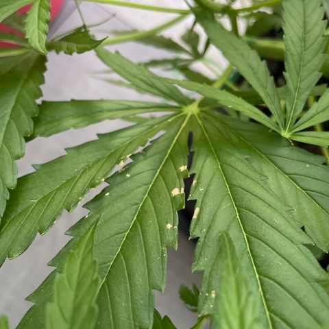 Fat Banana Automatic 3 growlog timeline photo