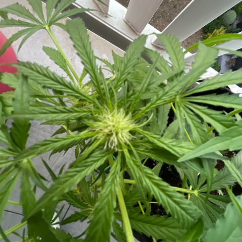 Fat Banana Automatic 3 growlog timeline photo