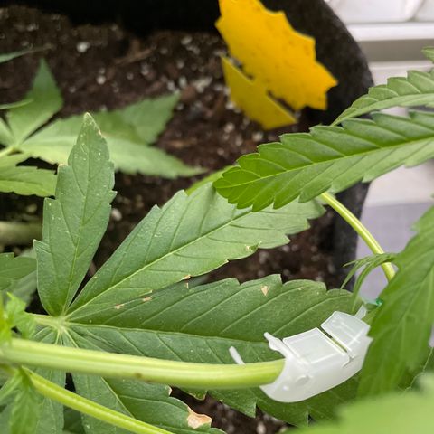 Fat Banana Automatic 3 growlog timeline photo