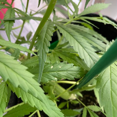 Fat Banana Automatic 3 growlog timeline photo