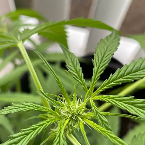 Fat Banana Automatic 3 growlog timeline photo