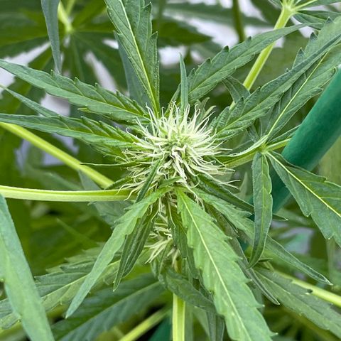 Fat Banana Automatic 3 growlog timeline photo