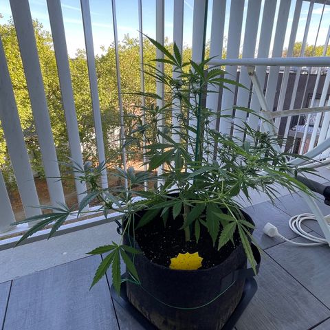 Fat Banana Automatic 3 growlog timeline photo
