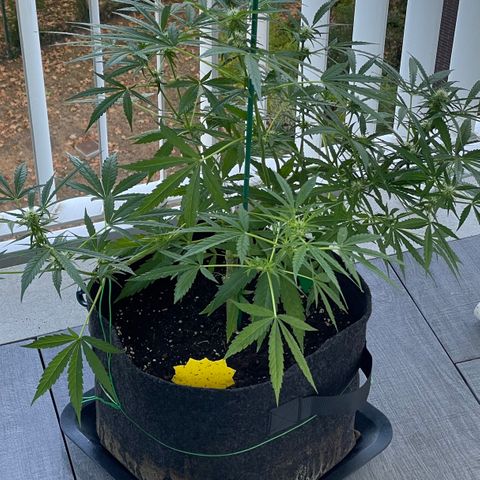 Fat Banana Automatic 3 growlog timeline photo