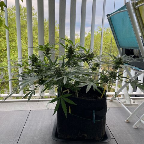 Fat Banana Automatic 3 growlog timeline photo