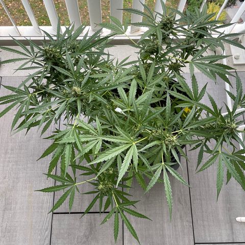 Fat Banana Automatic 3 growlog timeline photo
