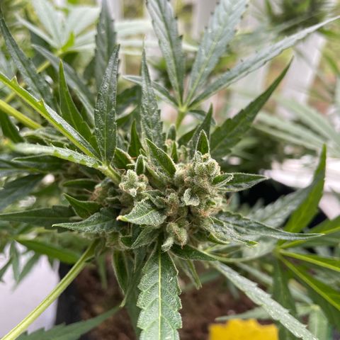 Fat Banana Automatic 3 growlog timeline photo