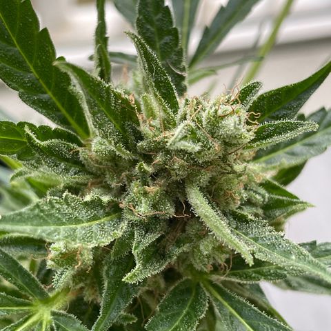 Fat Banana Automatic 3 growlog timeline photo
