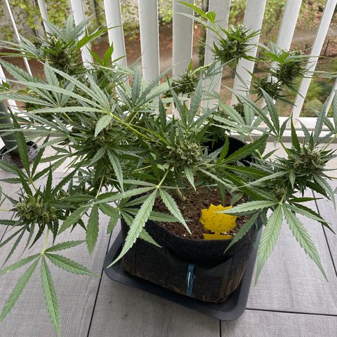 Fat Banana Automatic 3 growlog timeline photo