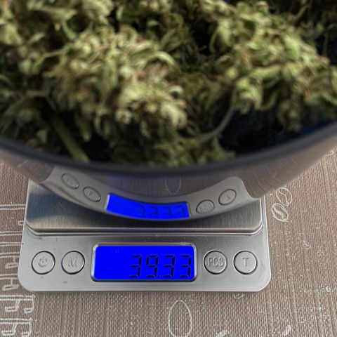 Fat Banana Automatic 3 growlog timeline photo