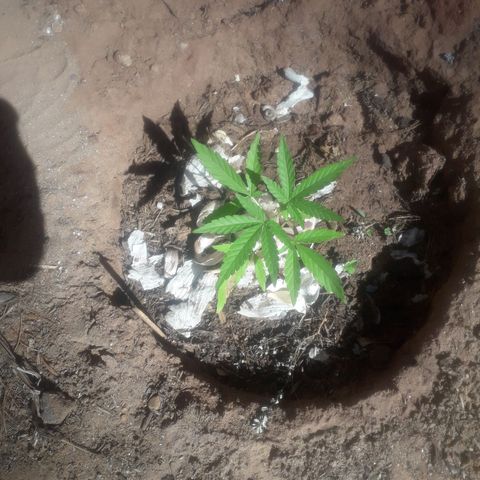 Resistência  growlog timeline photo