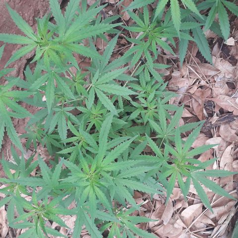 Resistência  growlog timeline photo