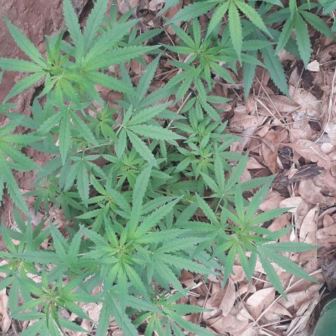 Resistência  growlog timeline photo