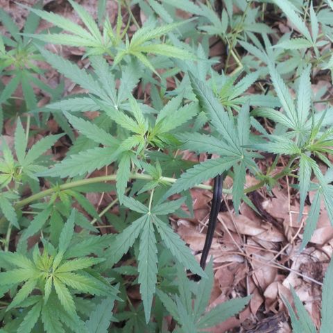 Resistência  growlog timeline photo