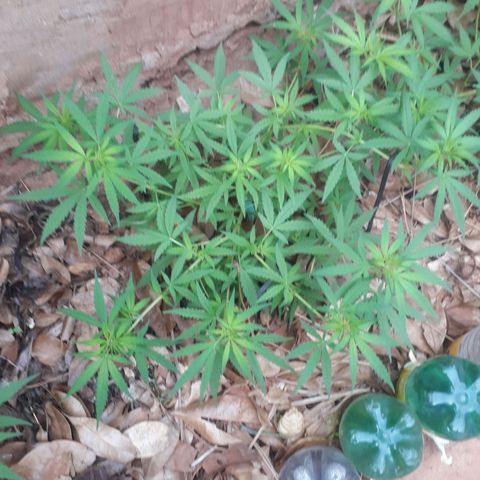 Resistência  growlog timeline photo