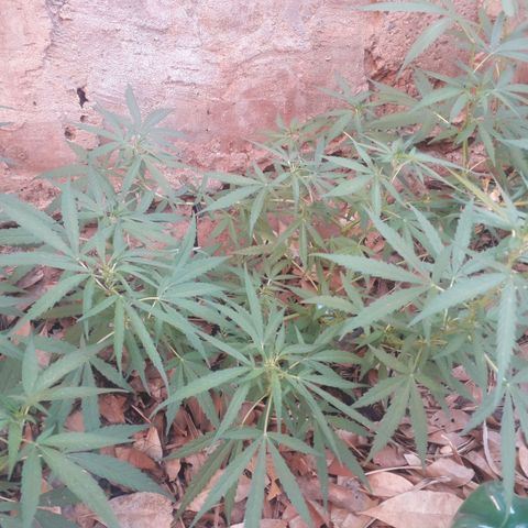 Resistência  growlog timeline photo