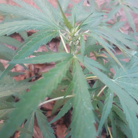Resistência  growlog timeline photo