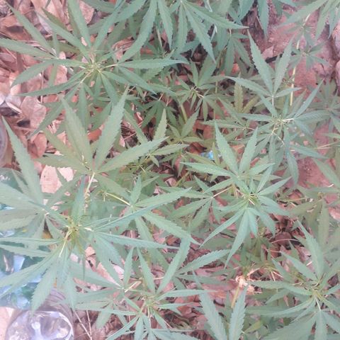 Resistência  growlog timeline photo