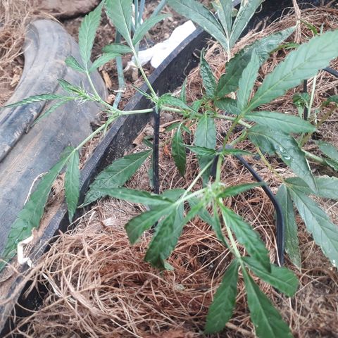 R3 growlog timeline photo