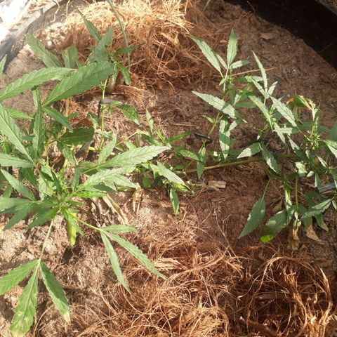R3 growlog timeline photo