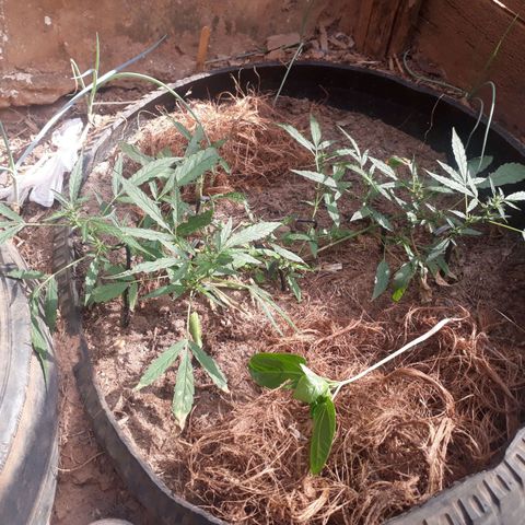 R3 growlog timeline photo