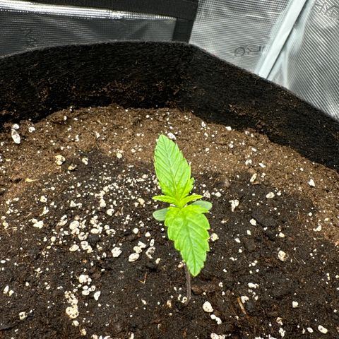 Ztrawberriez Auto growlog photo: 350ml jeweils gegossen
Blattpaare bilden sich gut
Sieht gesund aus