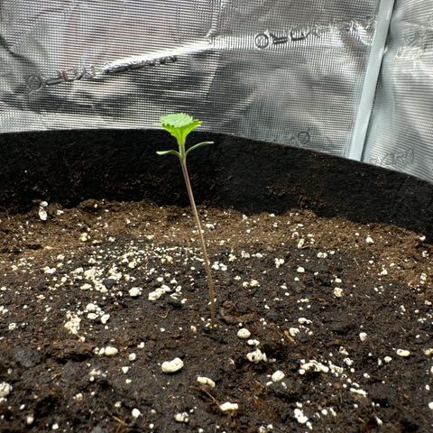 Ztrawberriez Auto growlog photo: 350ml jeweils gegossen
Blattpaare bilden sich gut
Sieht gesund aus