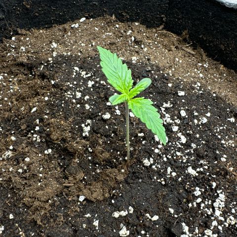 Gorilla Zkittlez Auto growlog photo: 350ml gegossen
Blattpaare bilden sich
Sieht sehr gesund aus