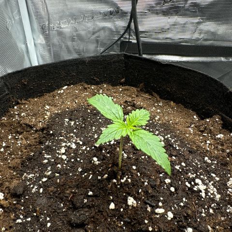 Gorilla Zkittlez Auto growlog photo: Pflanze hat etwas gespargelt.
Erde aufgeschüttet
Ventilator angemacht