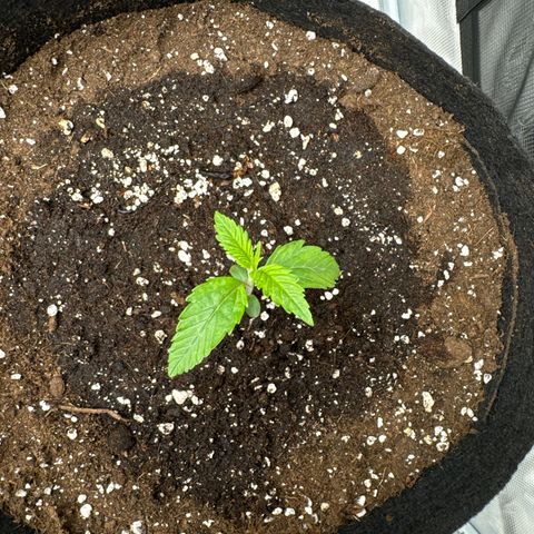 Ztrawberriez Auto growlog photo: Pflanze spargelt stark
Erde aufgeschüttet
Ventilator an gemacht
