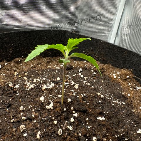 Ztrawberriez Auto growlog photo: Pflanze spargelt stark
Erde aufgeschüttet
Ventilator an gemacht
