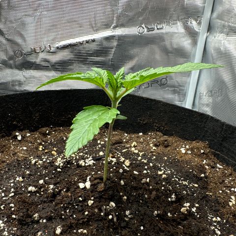 Ztrawberriez Auto growlog photo: Wachtumsphase beginnt
Pflanze hat sich gut vom Spargeln erholt, Stamm sichtlich dicker
geworden 
11,5cm groß