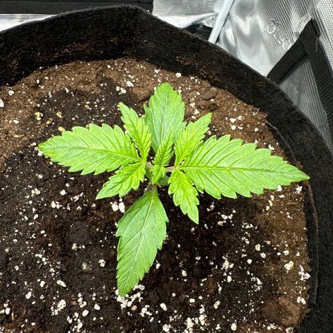 Ztrawberriez Auto growlog photo: Wachtumsphase beginnt
Pflanze hat sich gut vom Spargeln erholt, Stamm sichtlich dicker
geworden 
11,5cm groß