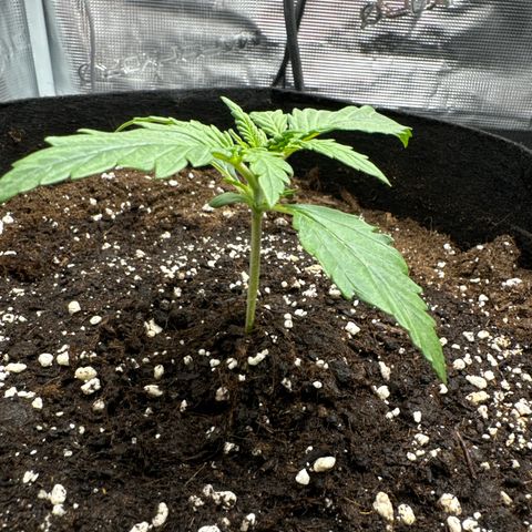 Gorilla Zkittlez Auto growlog photo: Wachstumsphase beginnt
Gut vom Spargeln erholt.
Stamm sichtlich dicker.
9,5cm groß
